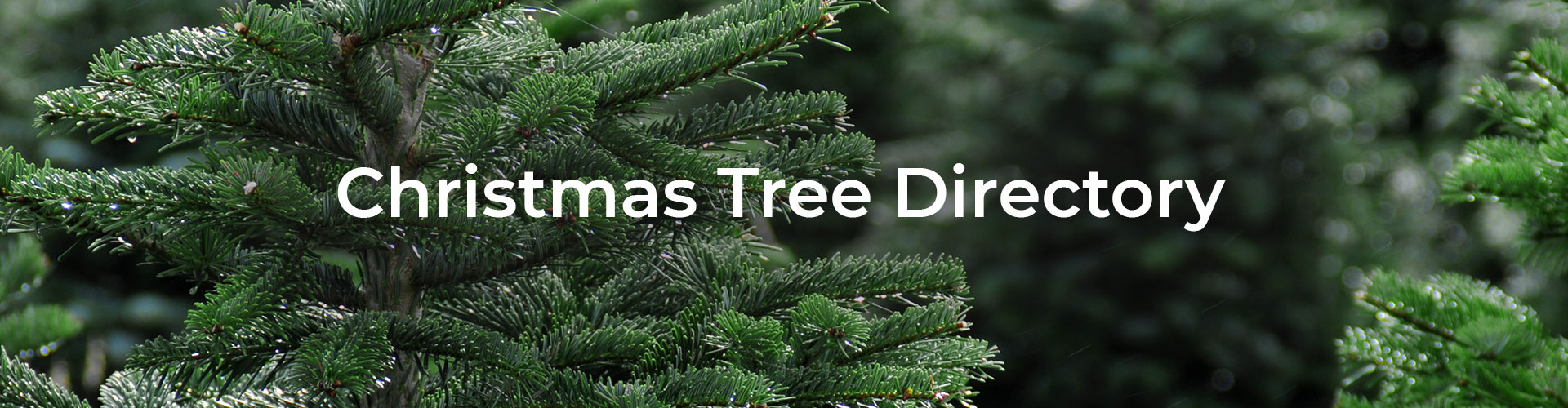 Full Width - Christmas Tree Directory