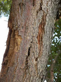 bark splits