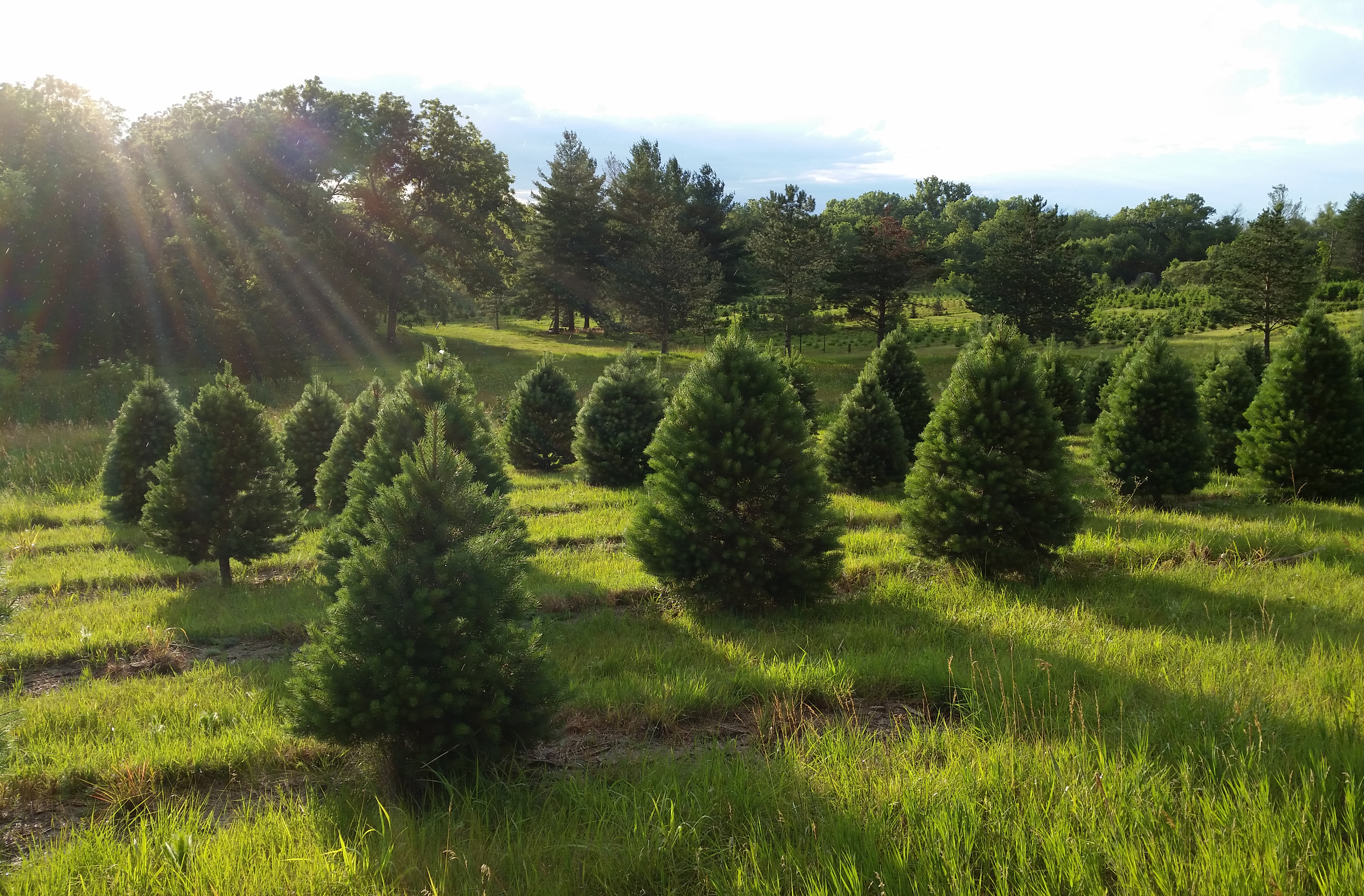 Christmas Tree Growers Directory