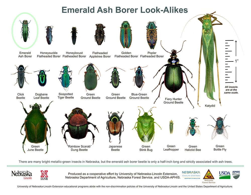 EAB Look Alike Chart