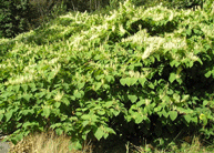 Bohemian Knotweed