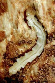EAB larva