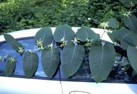 Giant Knotweed