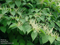 Japanese Knotweed