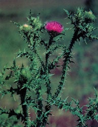 Plumeless Thistle