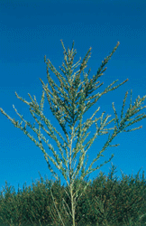 Sericea Lespedeza