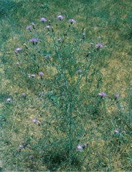 Spotted and Diffuse Knapweeds