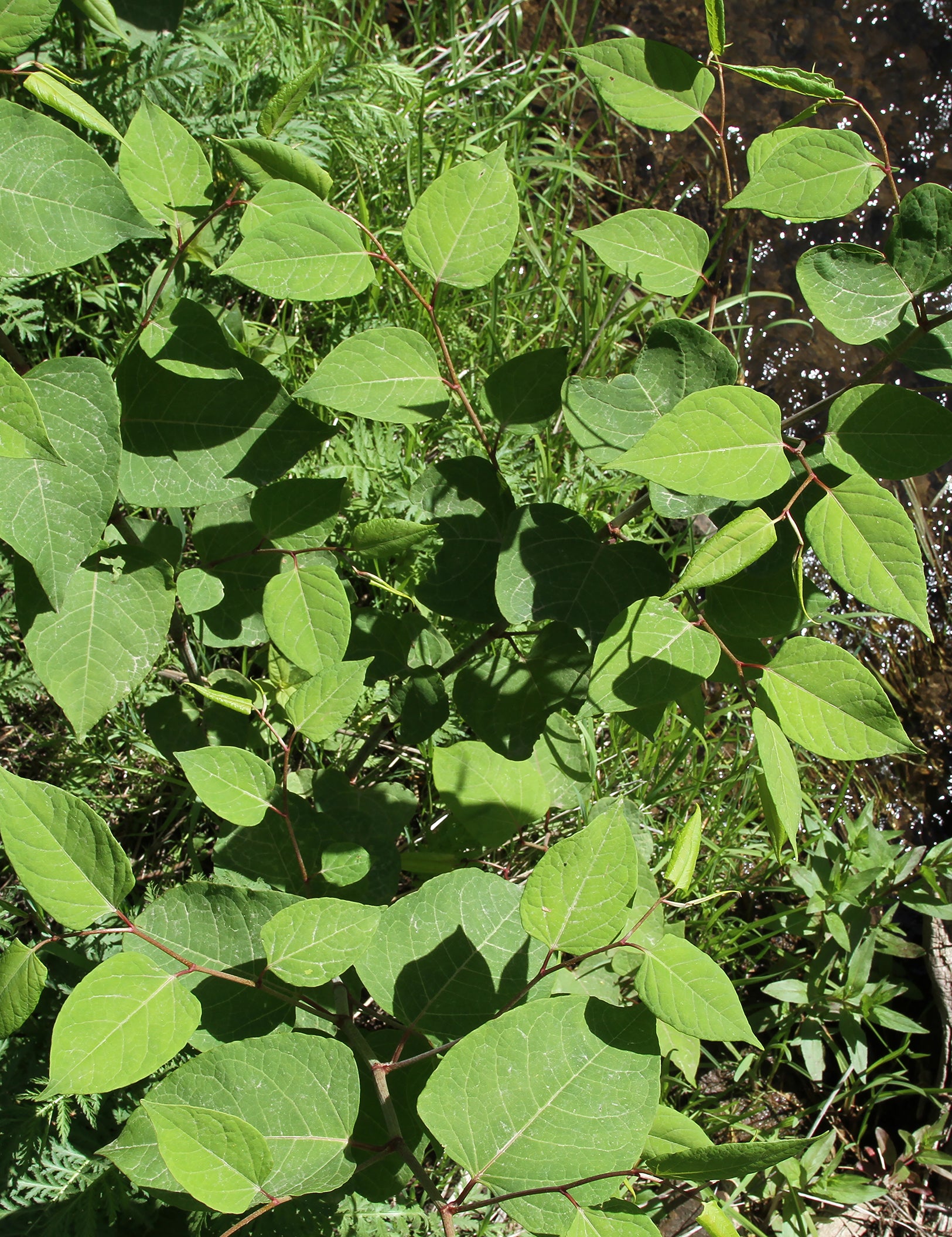 Bohemian Knotweed