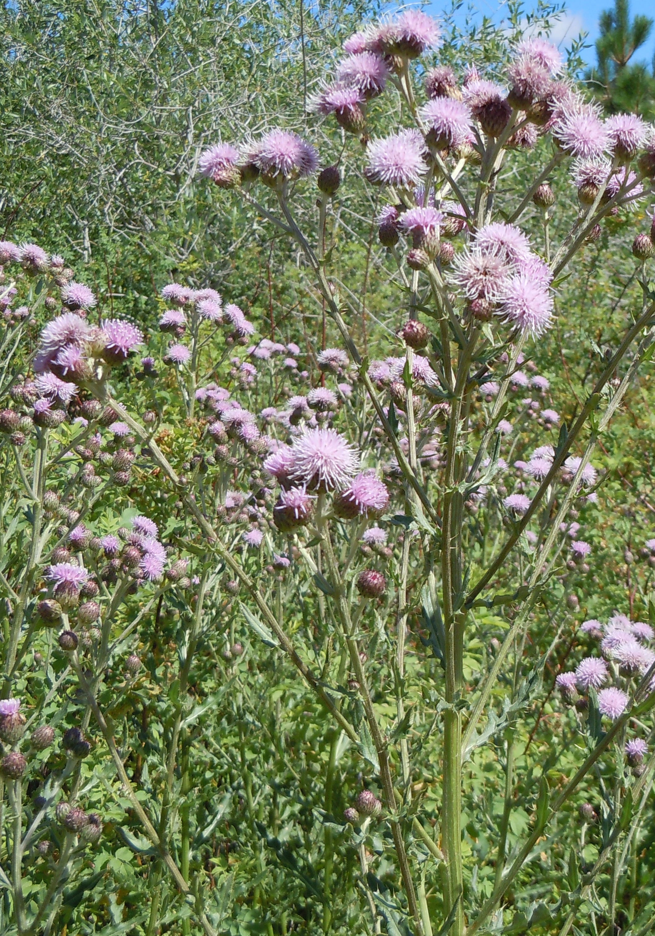 Canada Thistle