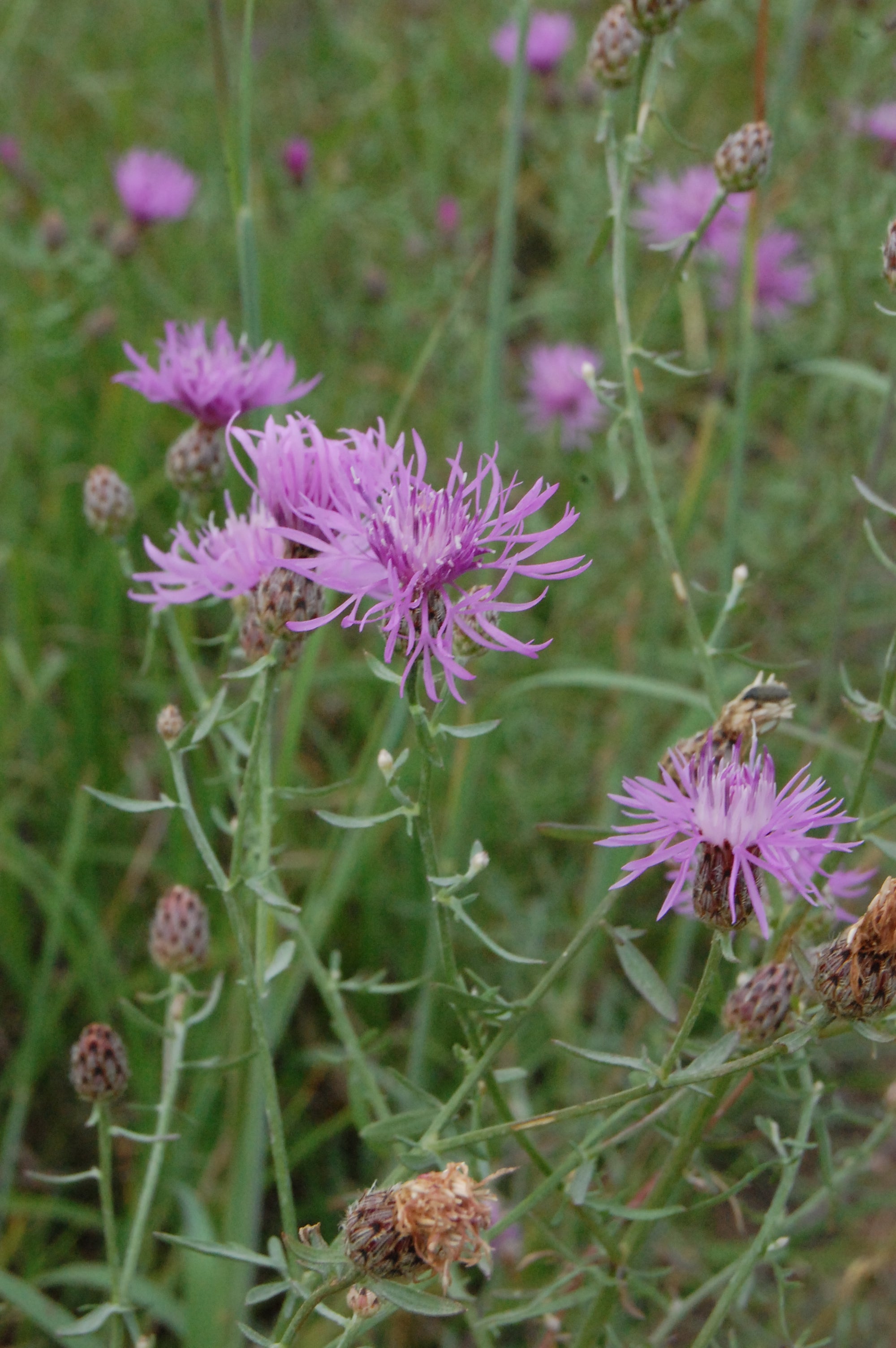 Spotted and Diffuse Knapweeds