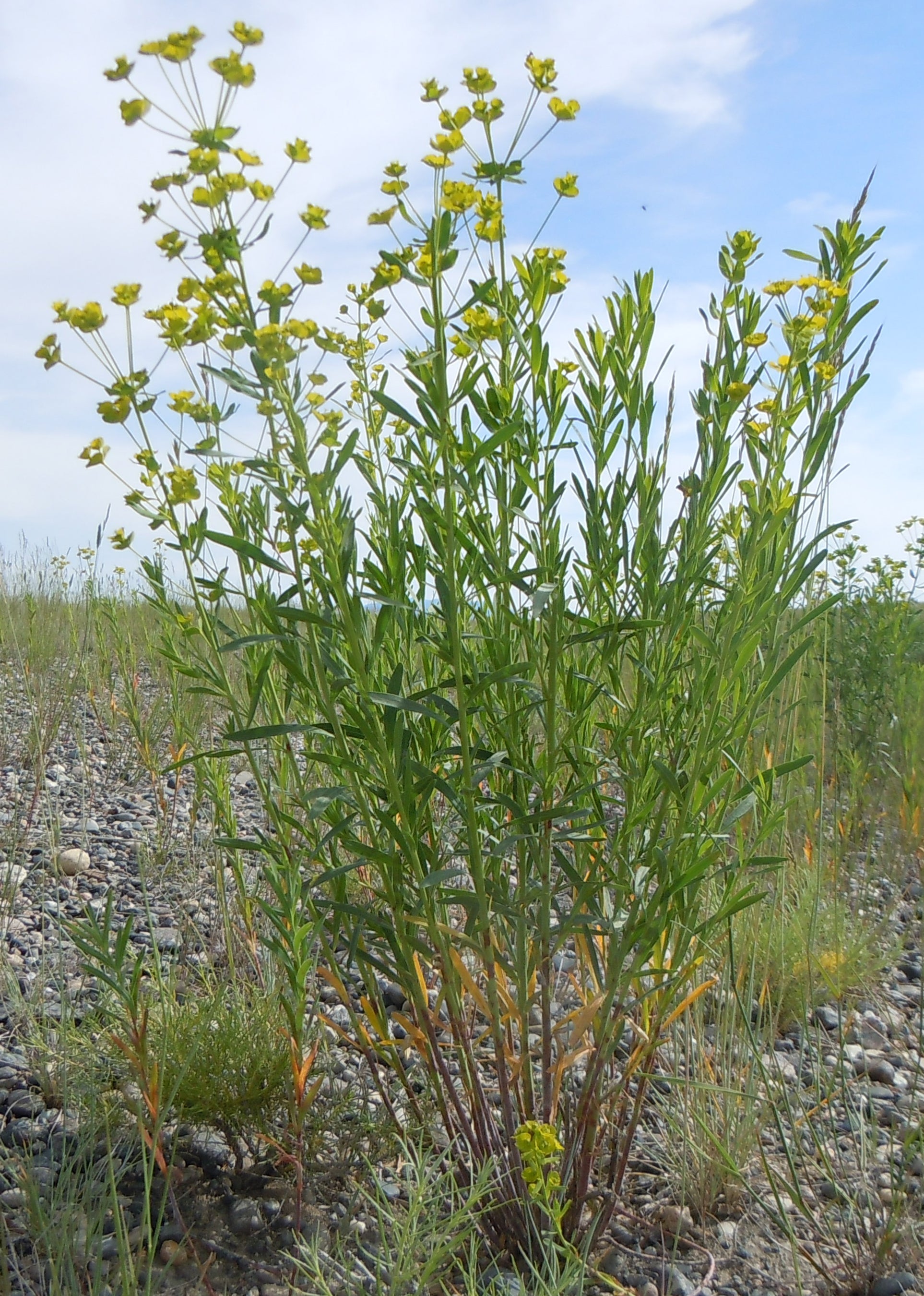 Leafy Spurge