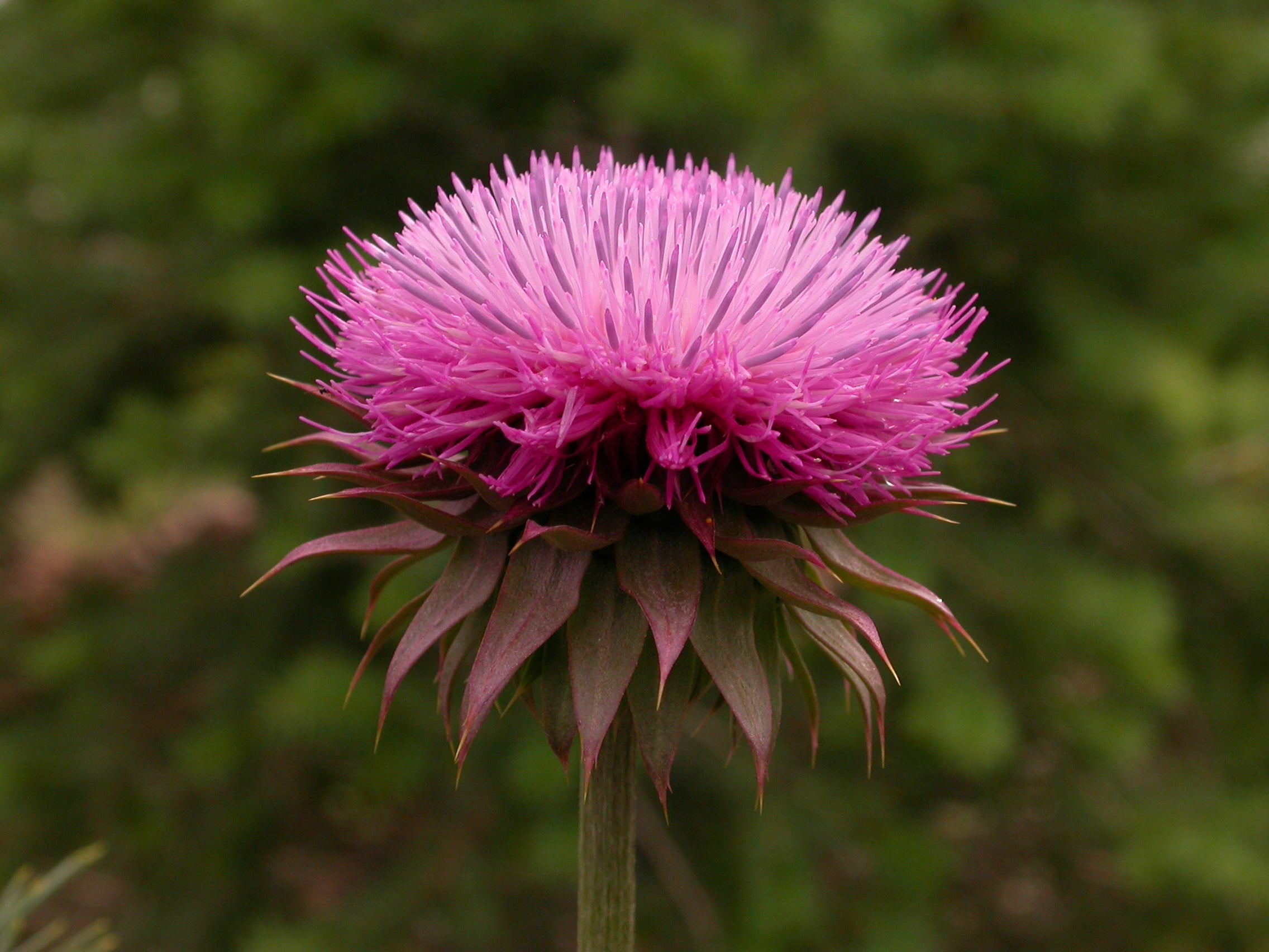 Musk Thistle