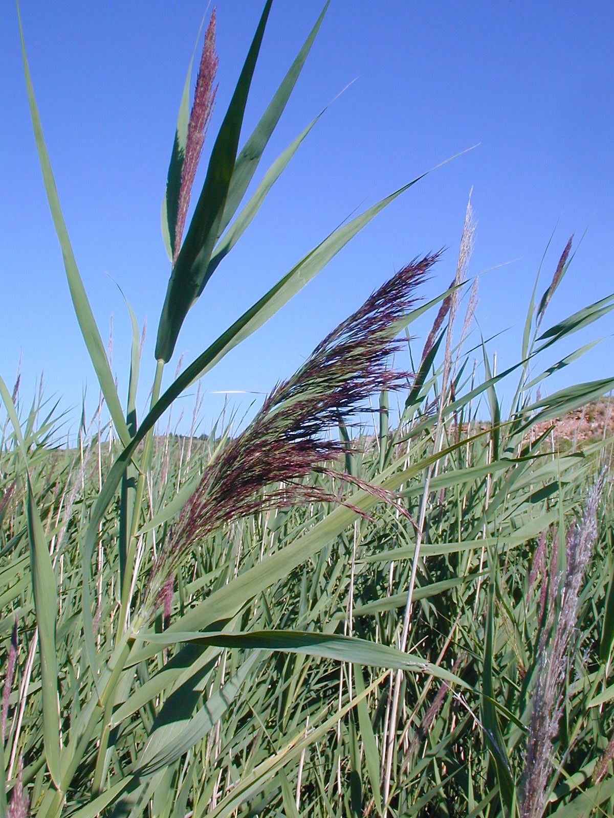 Common Reed (Phragmites)