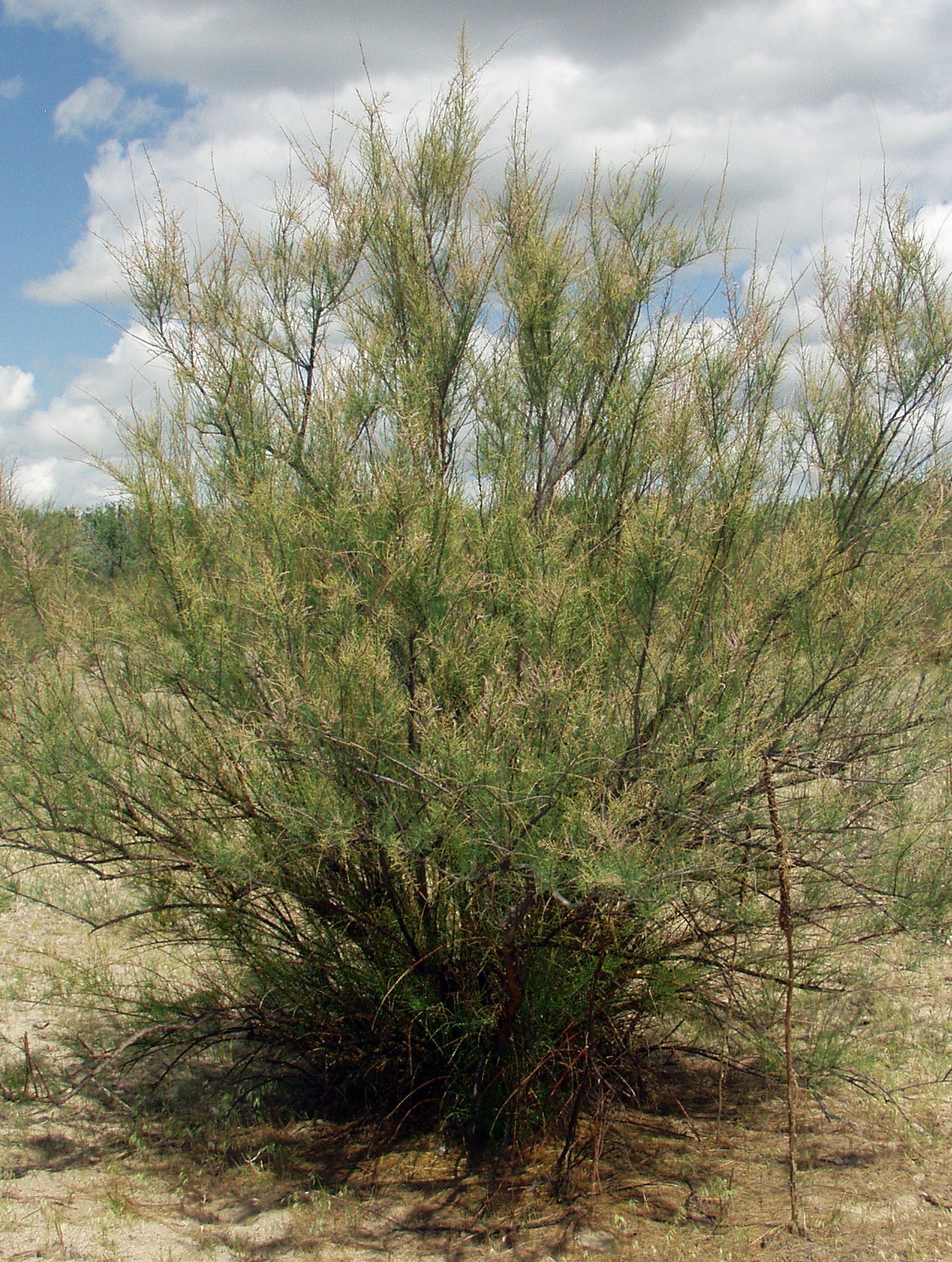 Saltcedar