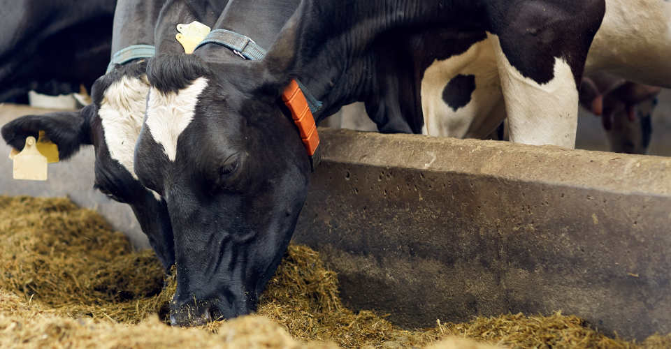 cows