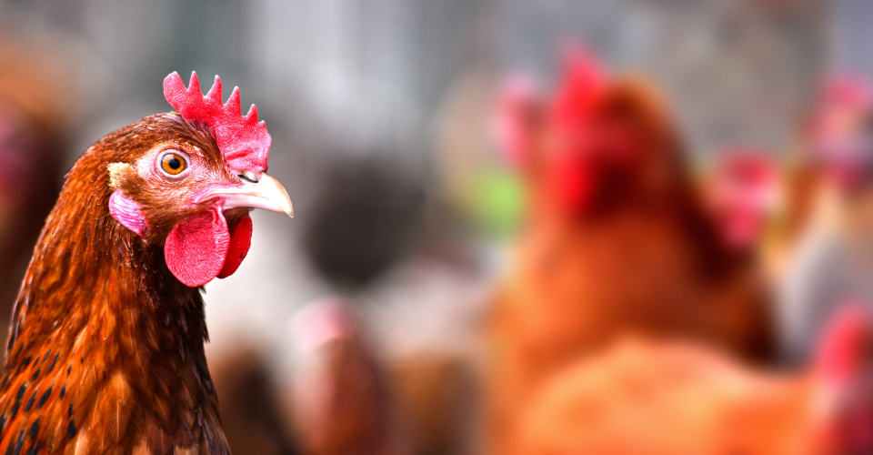 chickens