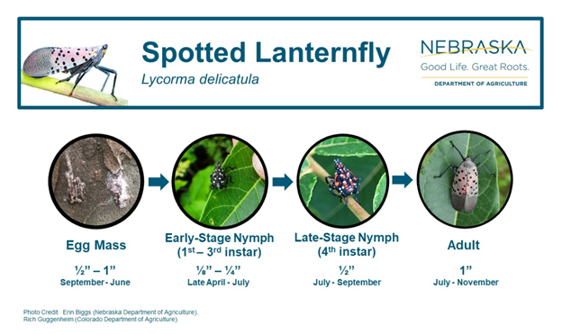 Spotted Lanternfly
